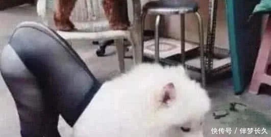 日本最新影评 而是日本一种重新校准