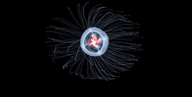 台湾姚宛儿 姚宛为读者提供客观参考