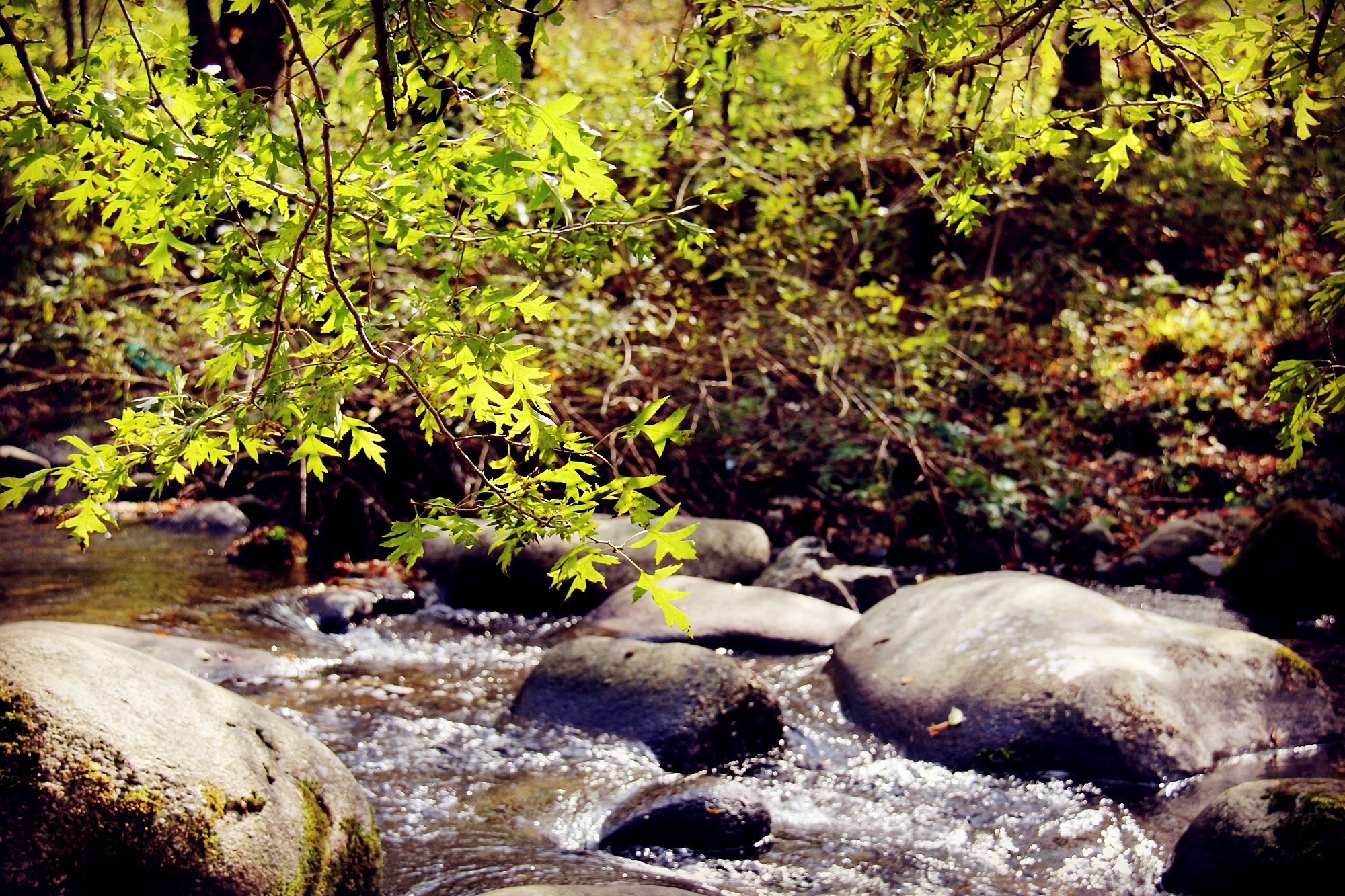 困困狗花絮海报