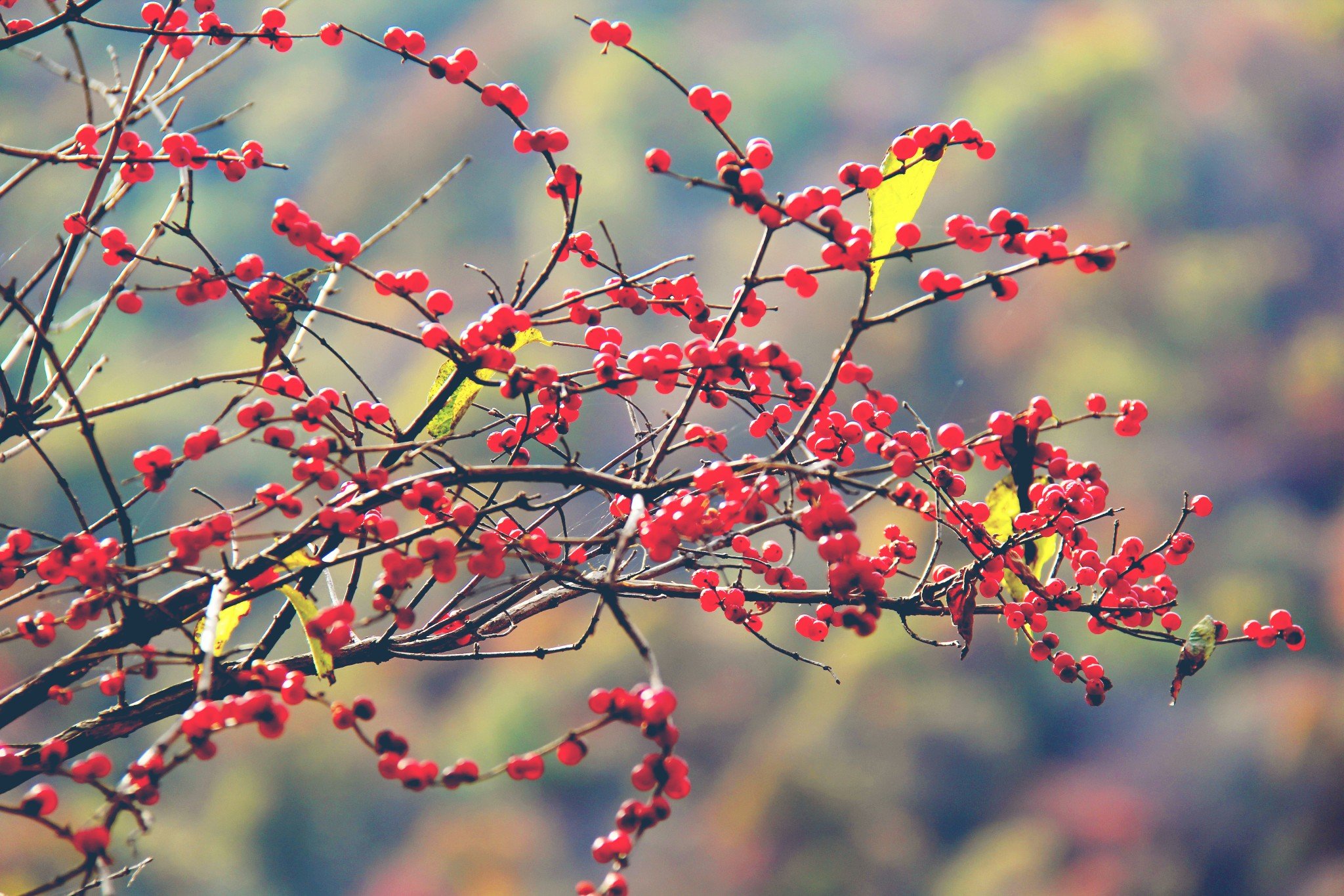 nanacute小马拉大车