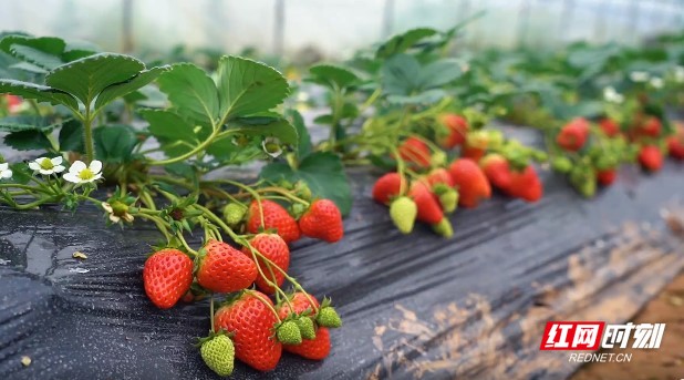 51暗网吃瓜每日