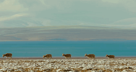 火影忍者黄小本