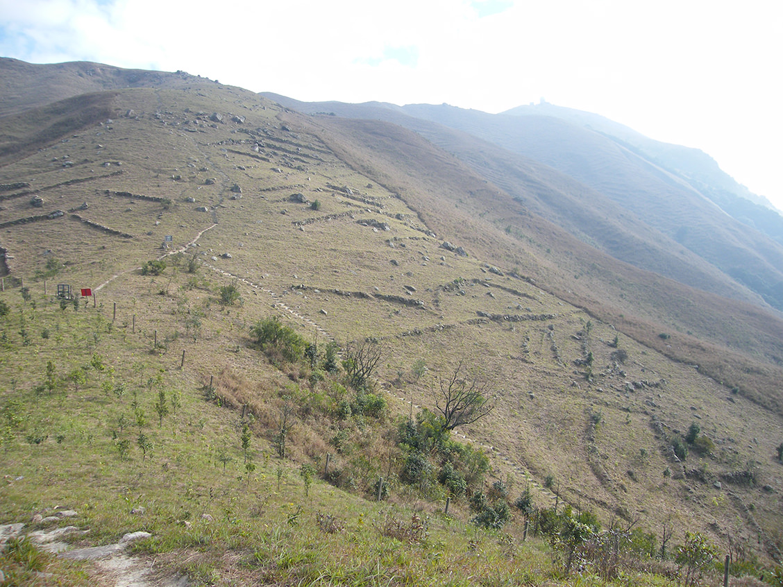 啄木鸟罪恶印记