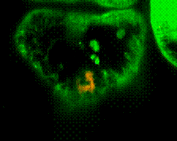 里番樱花动漫海报